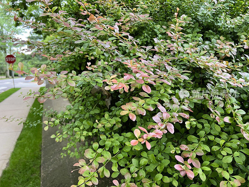 城市入侵日本小檗属植物