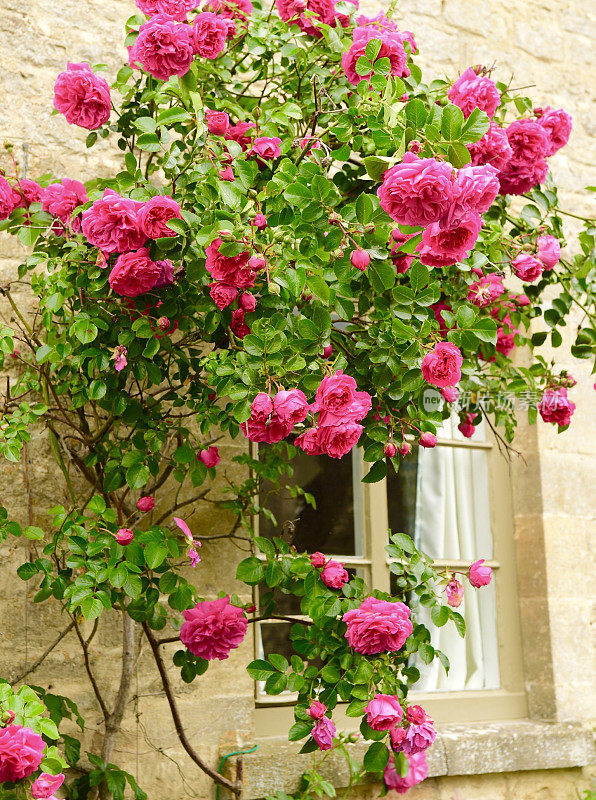 Bibury,英格兰