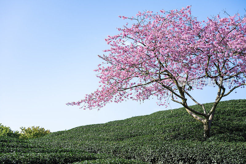 樱花盛开的茶园