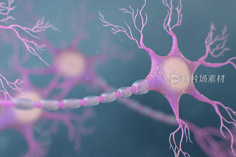 人类神经元细胞。3D插图