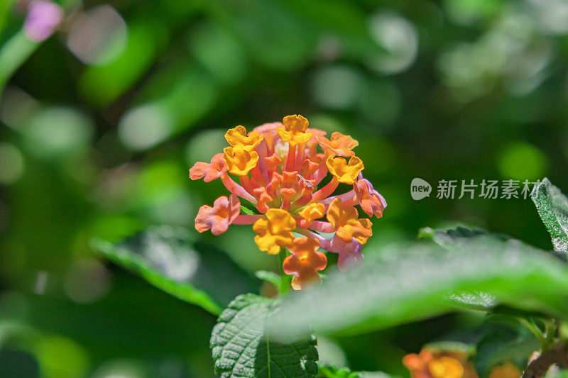 花的丰富柔和的颜色，橙色，黄色和粉红色的黑色背景。
