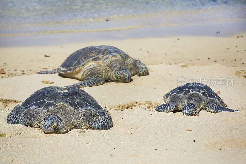度假胜地海滩上的夏威夷绿海龟，夏威夷的一种受保护的野生动物