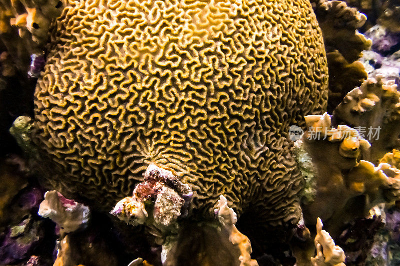 热带加勒比海洋生物水下珊瑚礁和海洋鱼类脑珊瑚