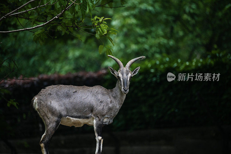 树林里的鹿