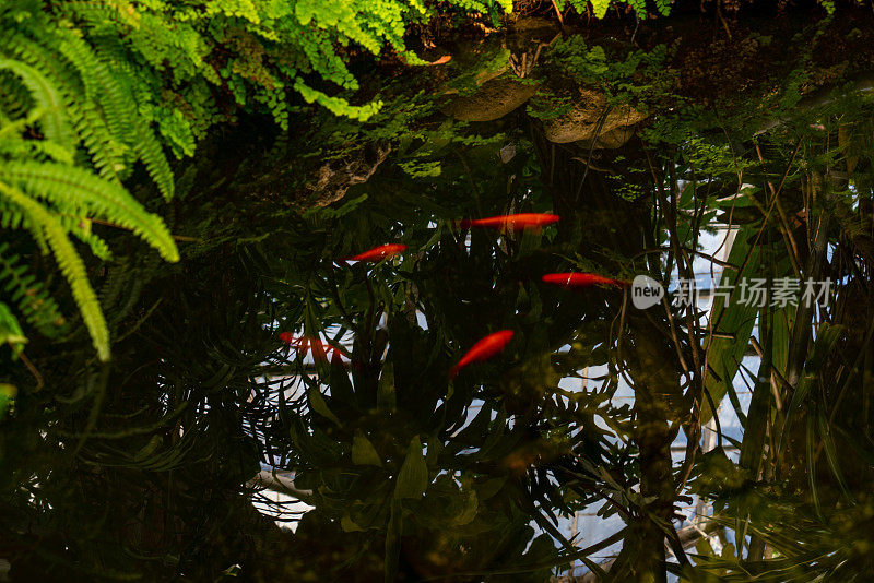 热带植物和水族馆在百年公园温室，伊托比克，加拿大。