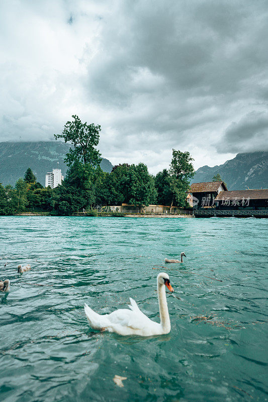 瑞士湖里的鸭子