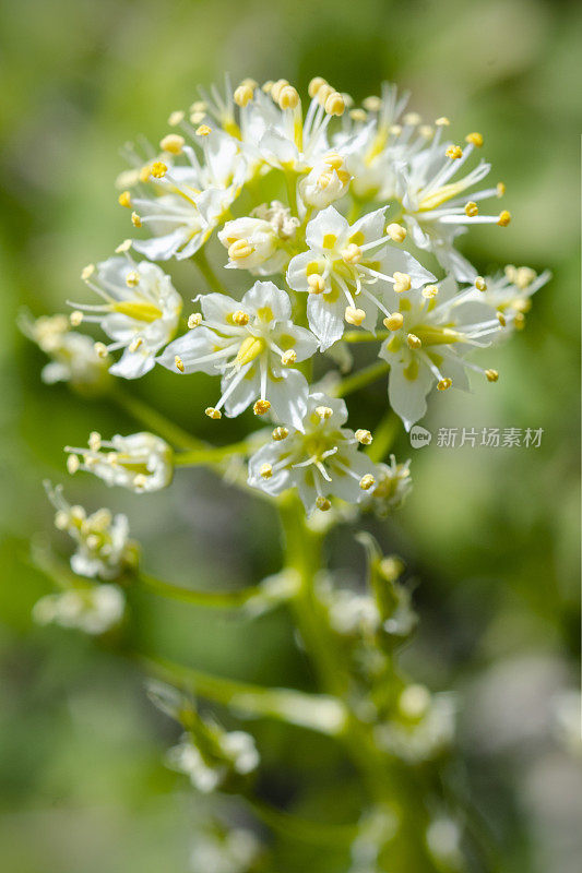 山麓死亡之花，毒芹