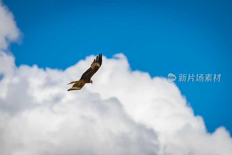 红风筝飞过蓝天白云