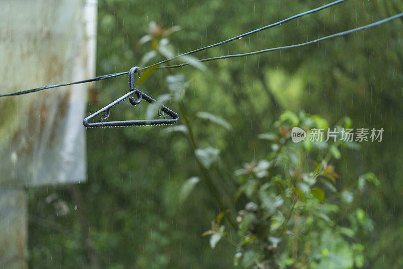 滋润了美丽森林里植物的雨水