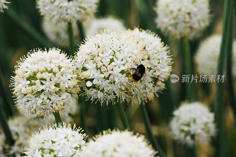 有大黄蜂的开花韭菜植物