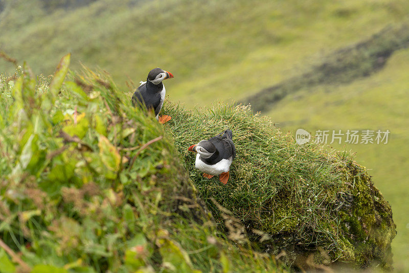 两只美丽的海雀在冰岛的海岸悬崖上。