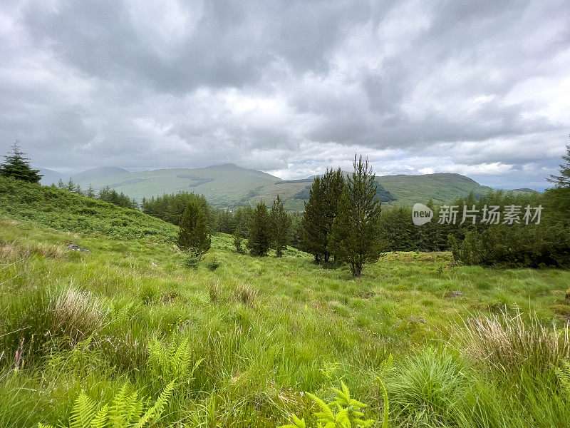 苏格兰高地的松林和蕨类植物