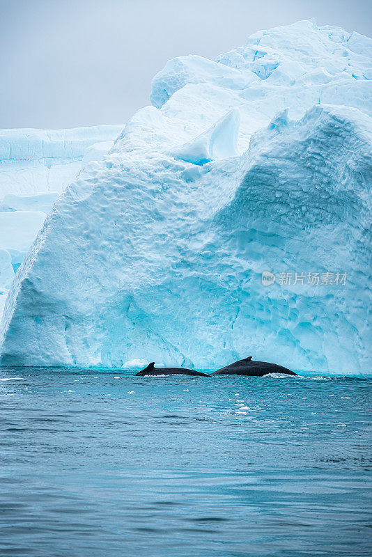 两只鲸鱼在冰山前游泳