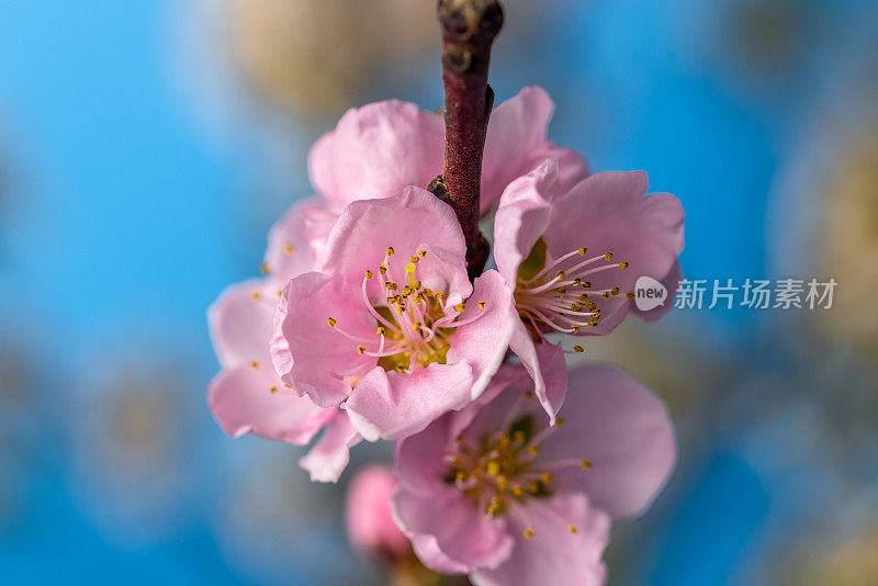 美丽新鲜的桃花在天空中盛开的特写