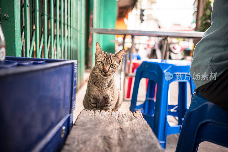 肮脏的无家可归的猫-库存照片