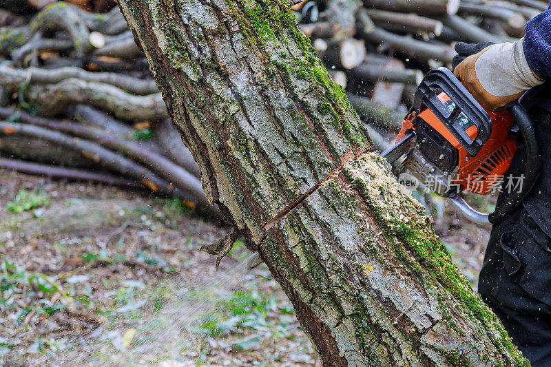 当飓风来袭时，一名工人正拿着电锯锯倒在柏油路上的树木