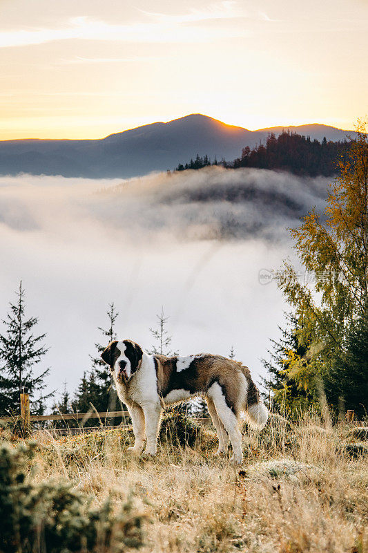 圣伯纳犬在山上