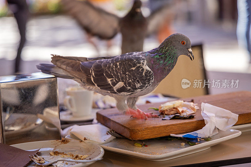 鸽子袭击了一个废弃的café桌子