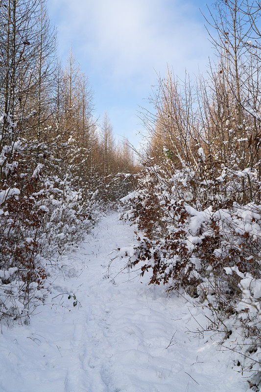 雪覆盖了树间狭窄的小路