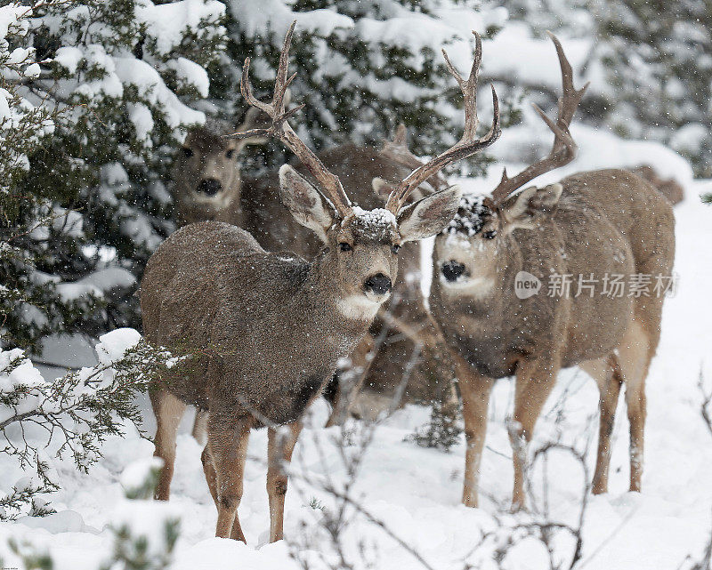 雪中的黑尾鹿