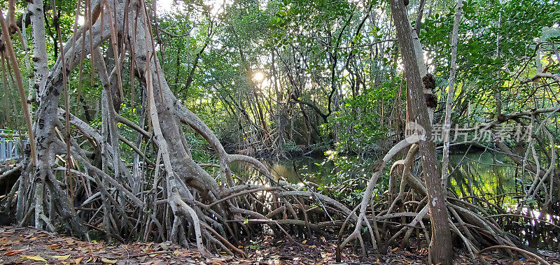 佛罗里达格林诺兹州立公园北迈阿密海滩的红树林树根