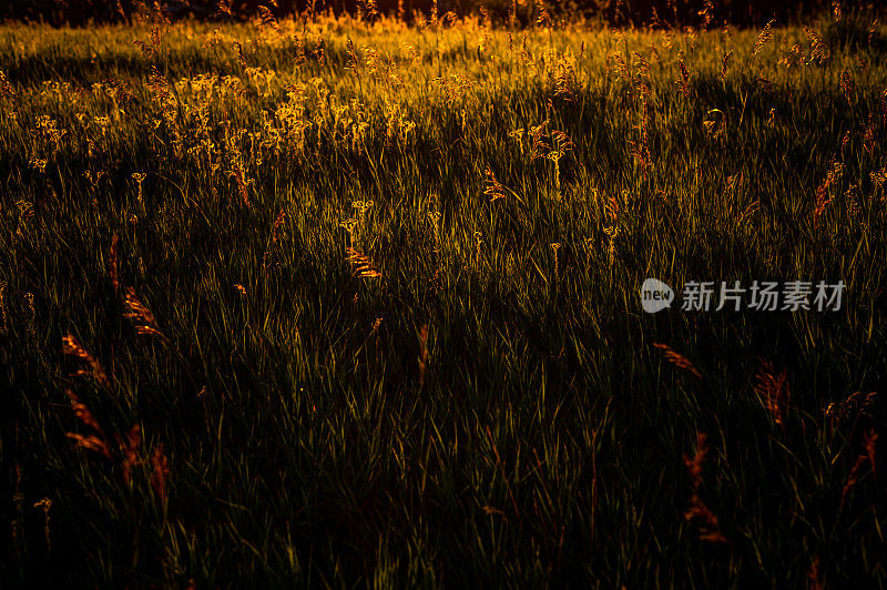 在一片郁郁葱葱的荒野草地上，黄金时间的夏季自然风光和宁静