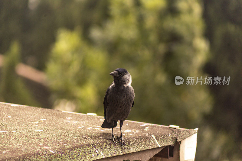 土耳其伊斯坦布尔附近的黑乌鸦鸟