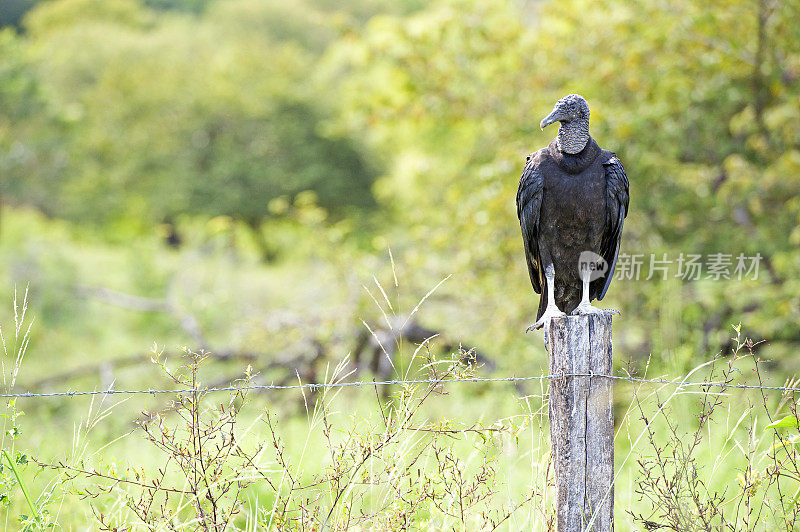 黑色秃鹫，路边拾荒者的肖像，托里阿尔巴，哥斯达黎加