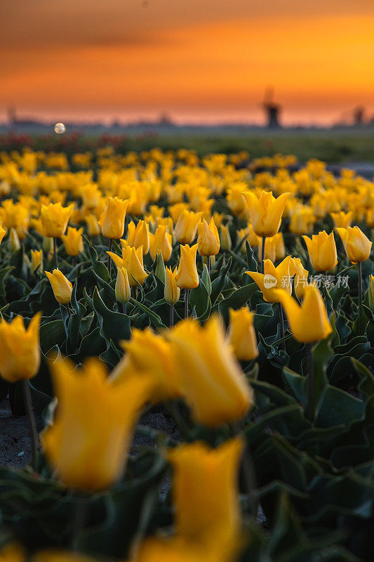荷兰北部的春天景色，五颜六色的郁金香田和日落时的风车