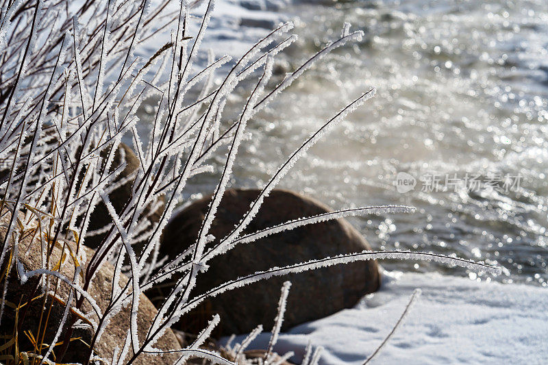 霜雪柳在寒冷的早晨沿着风景河