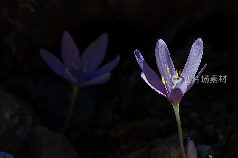 秋秋花