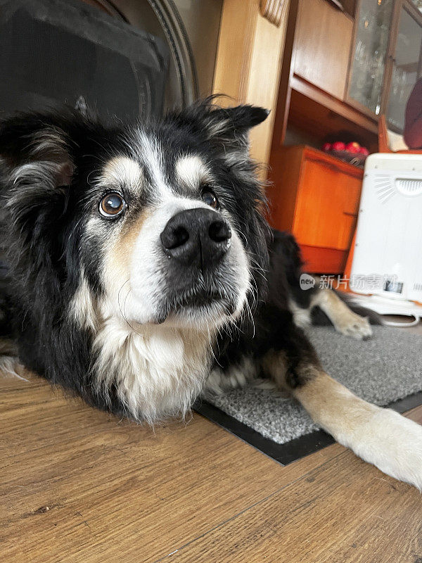 老年边境牧羊犬近距离肖像