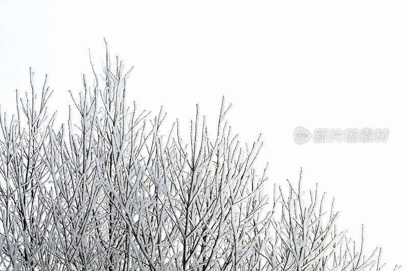 垂直树枝上的雪和霜与白色空间背景