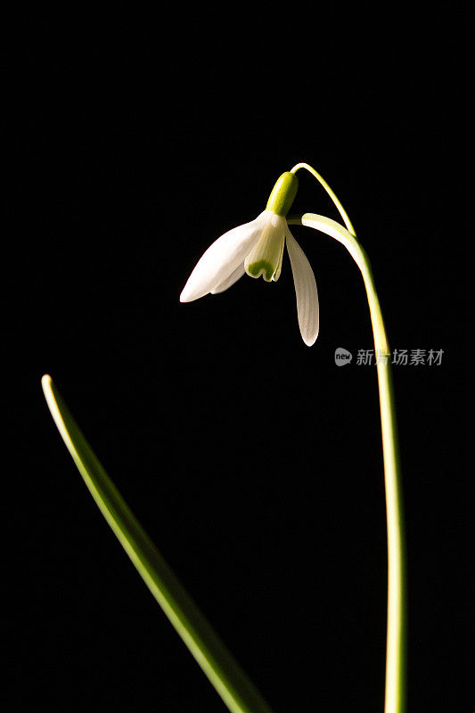 春天雪花莲的图像