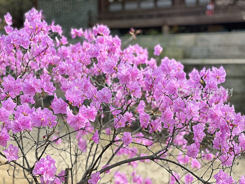 杜鹃花在韩国首尔盛开