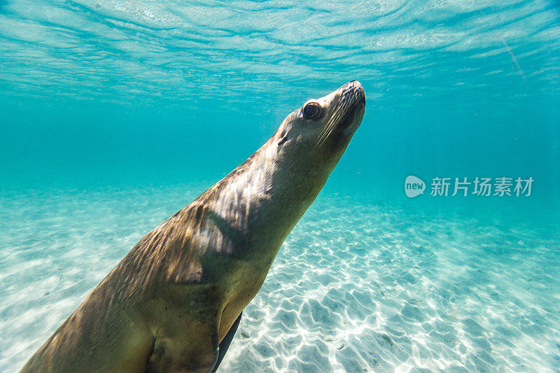 在阳光明媚的日子里，在浅水中嬉戏的海狮或海豹的特写