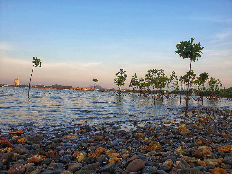 红树林和大海