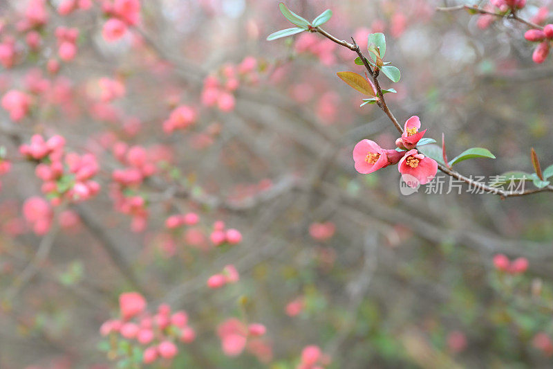 榅桲树开花