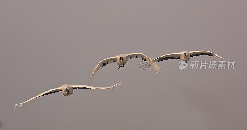 中国黑龙江省松花江平原附近的丹顶鹤或满洲鹤。濒临灭绝的物种。飞行。鹤形目。