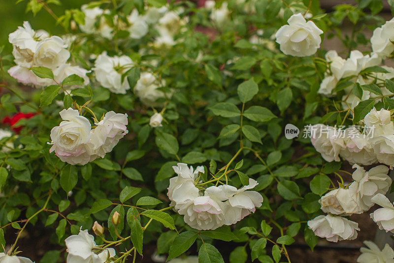 白玫瑰背景。夏天的花园。园艺