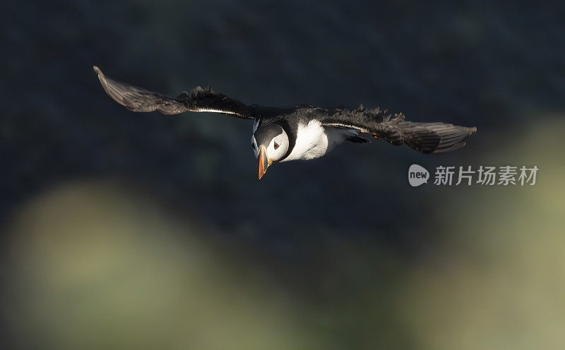 在英国英格兰约克郡弗兰伯勒角的本普顿悬崖自然保护区旁飞翔的海雀