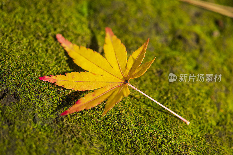 青苔上的黄橙红色叶子