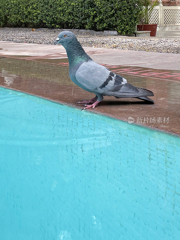 普通鸽子栖息在室外的边缘，游泳池的蓝绿色马赛克瓷砖被波纹的水扭曲，饮用水，重点在前景