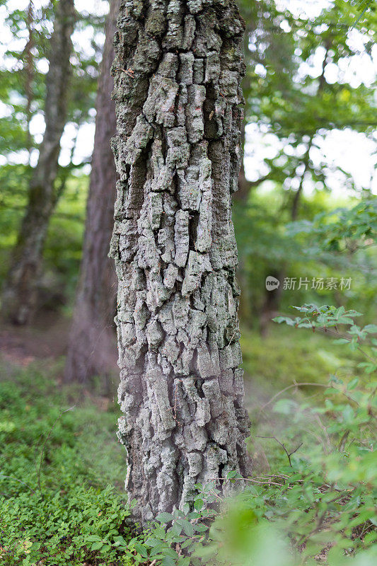 森林里的树