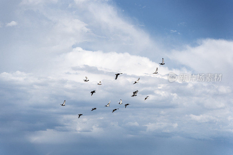 鸽子是一群在天空中飞翔的鸟，蓝天白云