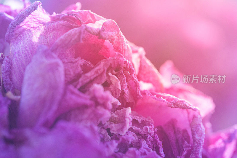 紫罗兰和粉红色的牡丹花近距离微距拍摄与阳光的右上角。