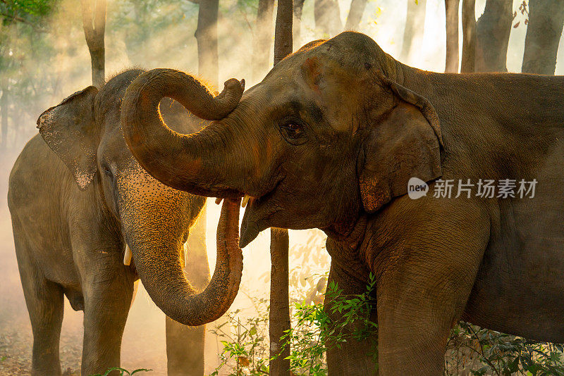 特写:两只大象站在森林里，阳光透过树照进来，丛林里的野生动物充满了幸福和自由。