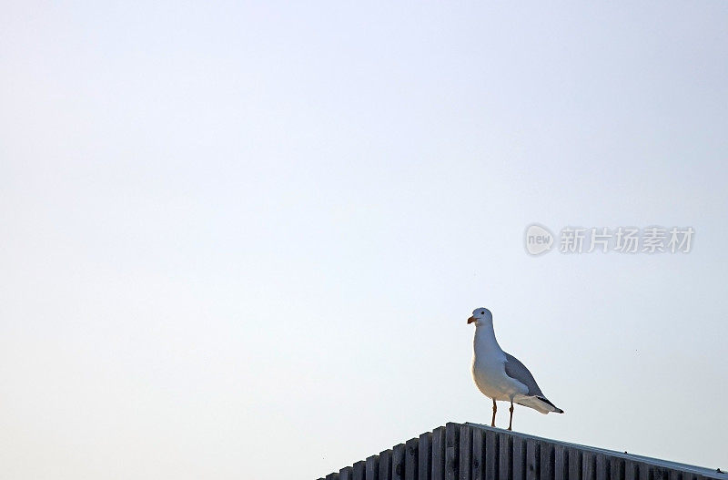 一只海鸥站在屋顶上