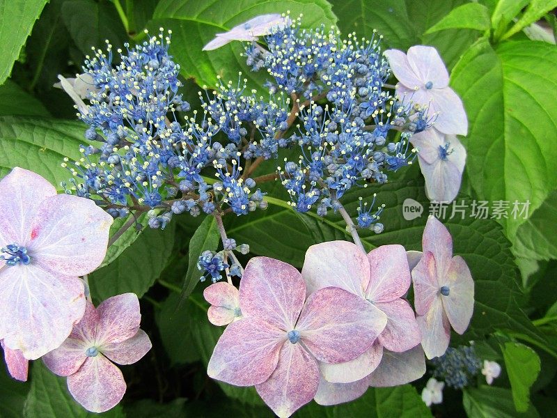 日本。6月。绣球花花。特写镜头。