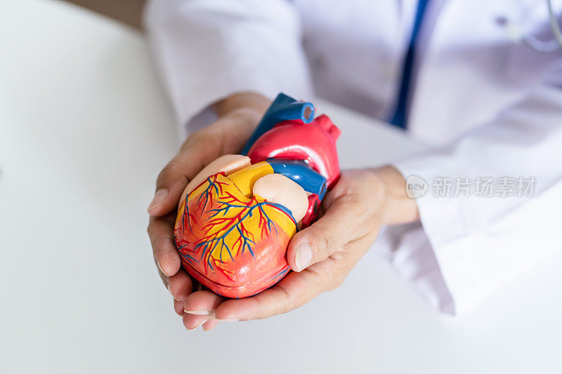 医生用人体心脏解剖模型支持心脏病专家的心脏。心脏诊断医学检查心脏病专家在检查室